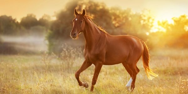 A chestnut horse trotting in a sunlit field at golden hour.