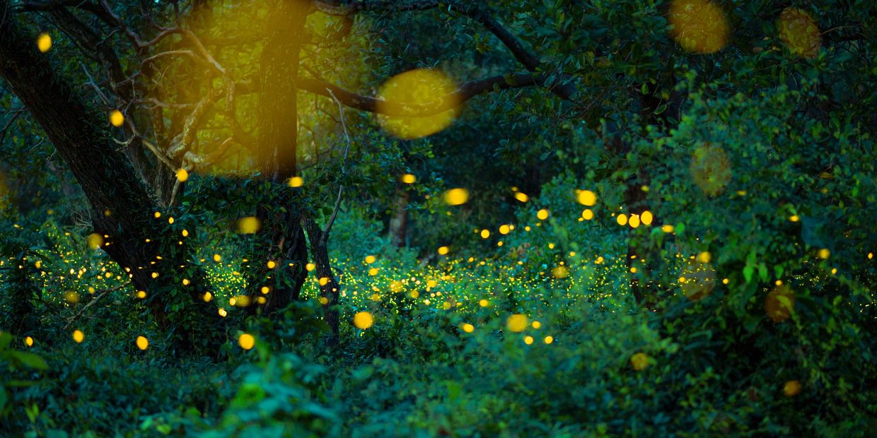 Glowing fireflies light up a dark forest at night.
