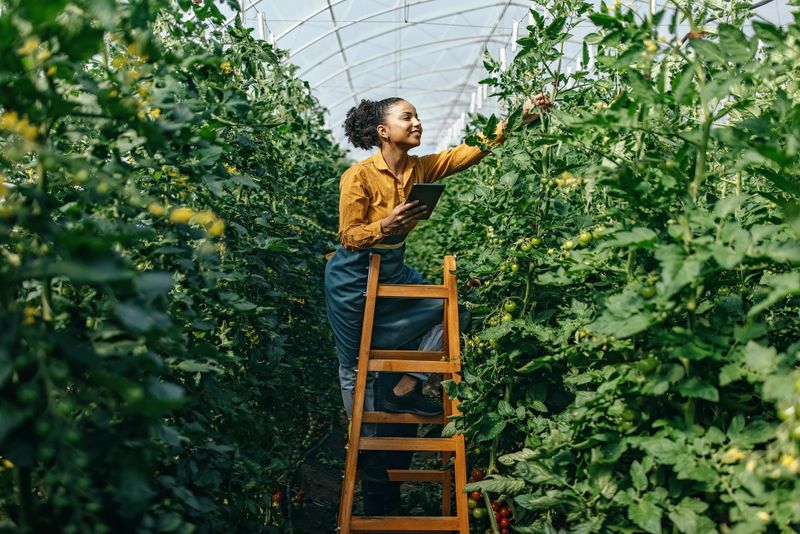 One latin woman working in the greenhouse. She is working on a cherry tomato farm and is inspecting the quality of plants using technology
