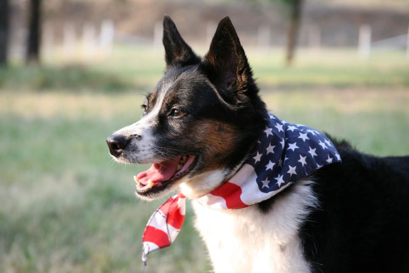Made in the USA