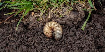 local Boise company for grub control