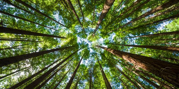 forest sustainability