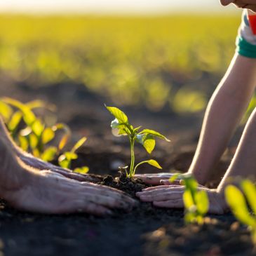 Hands planting a small plant in soil.