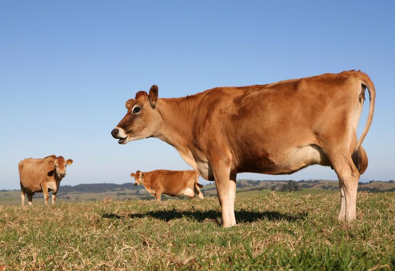 Jersey dairy cows in a lush meadow, NSW, Australia