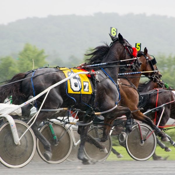 Harness racing horses and drivers competing in a race on a rainy day.