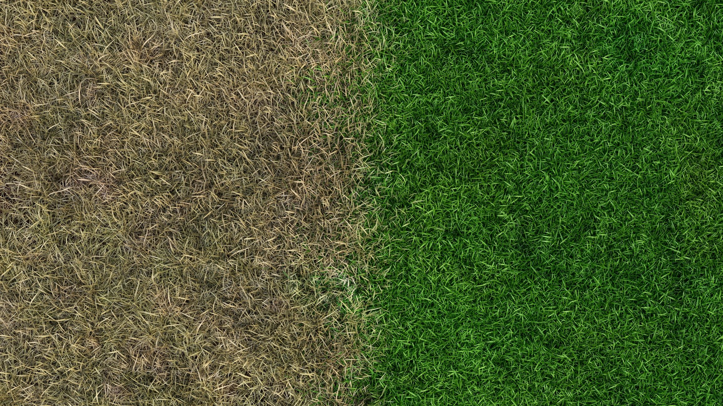 Side-by-side comparison of dry brown grass and lush green grass.