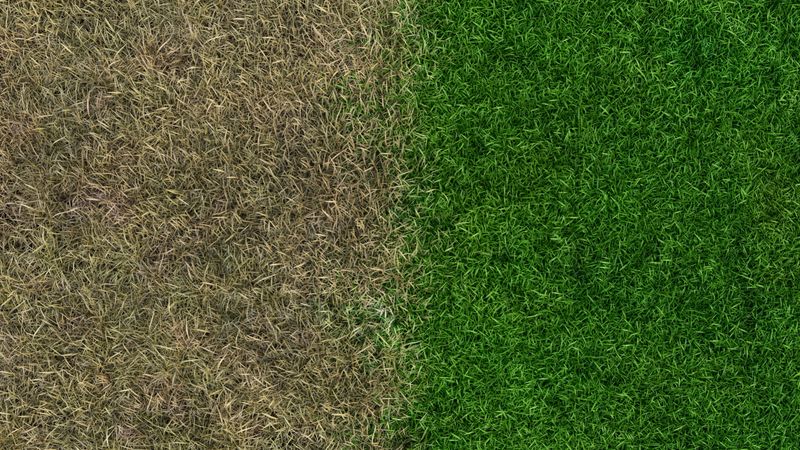 landscaping lawn fertilizer before/after gardening maintenance fertilizing grass sward 3D illustration