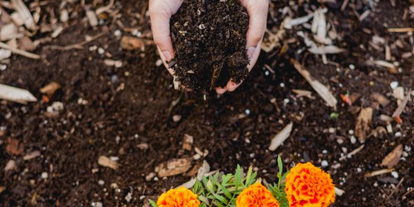 Hands holding soil above marigold flowers in a garden.
