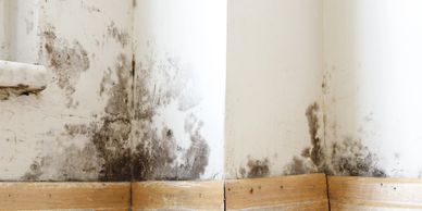 Moldy walls