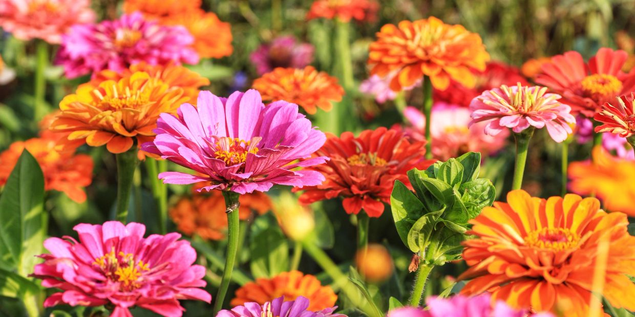 Cultivate Farm in East Tennessee. Providing fresh flowers - zinnias, dahlias, peonies, sunflowers an