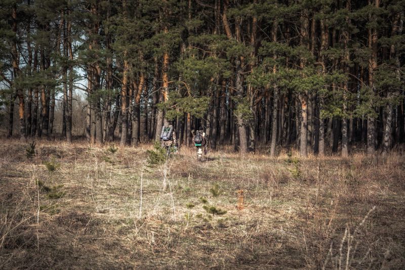 Men hunters in camouflage with backpacks and ammunition going through pine forest during hunting season