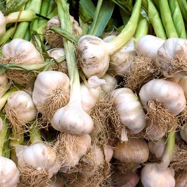 garlic heritage 