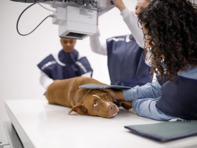 A dog undergoing an X-ray examination at a veterinary clinic.