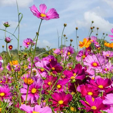 Colorful flower field under a blue sky with clouds.
