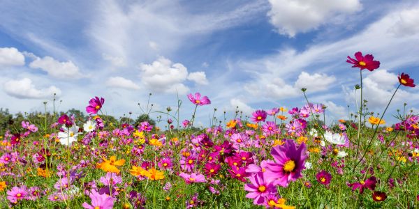 Colorful wildflowers blooming under a partly cloudy sky.
