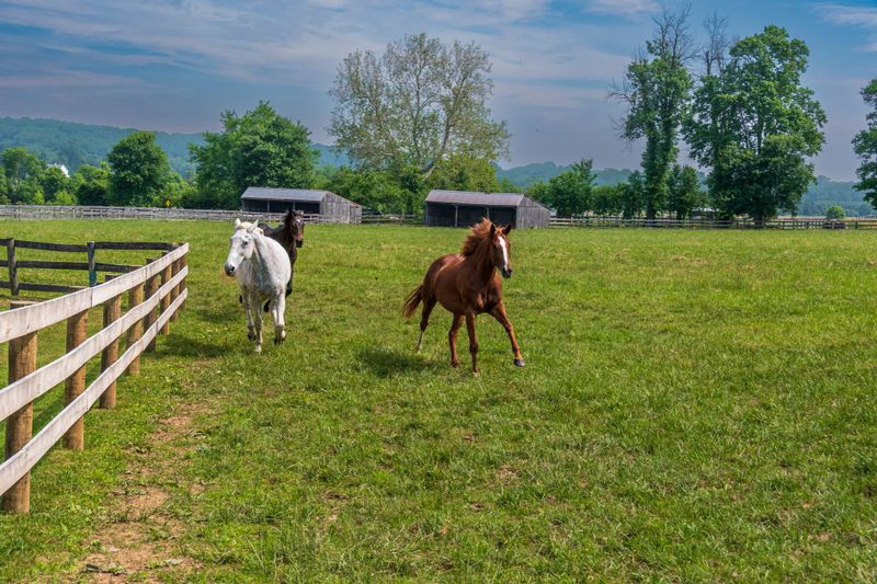 A grey horse and two brown horses that have been rescued and brought back to health enjoy their new environment by running around in a fenced-in pasture.