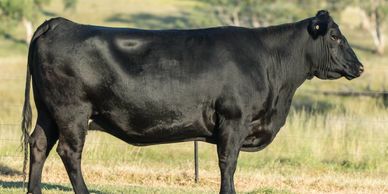 A black cow standing on grass with a blurred background.
