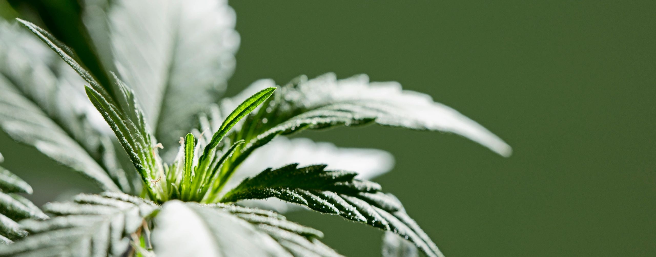 Oklahoma Residential Weed Growing