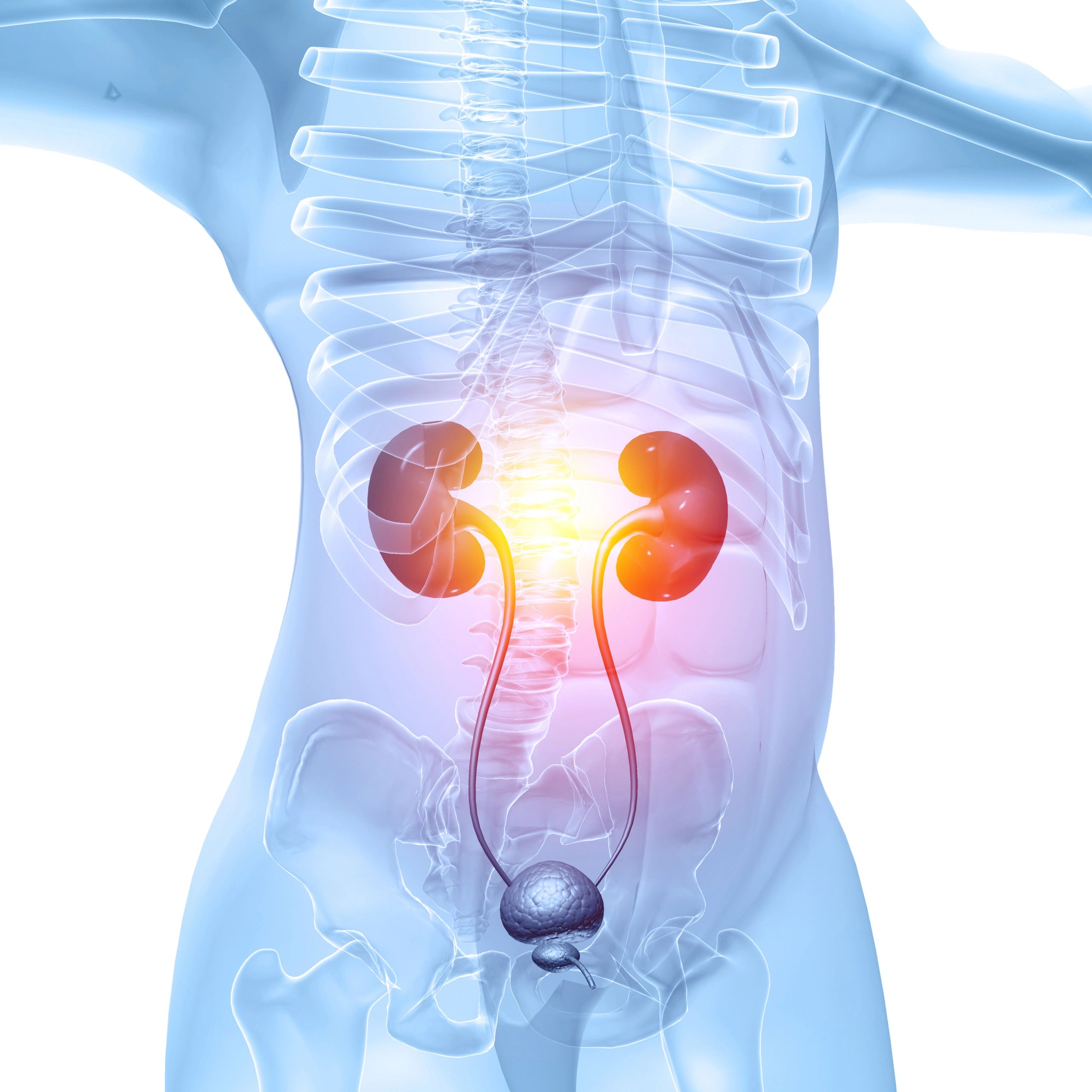 3D medical visualization of human kidneys and urinary system