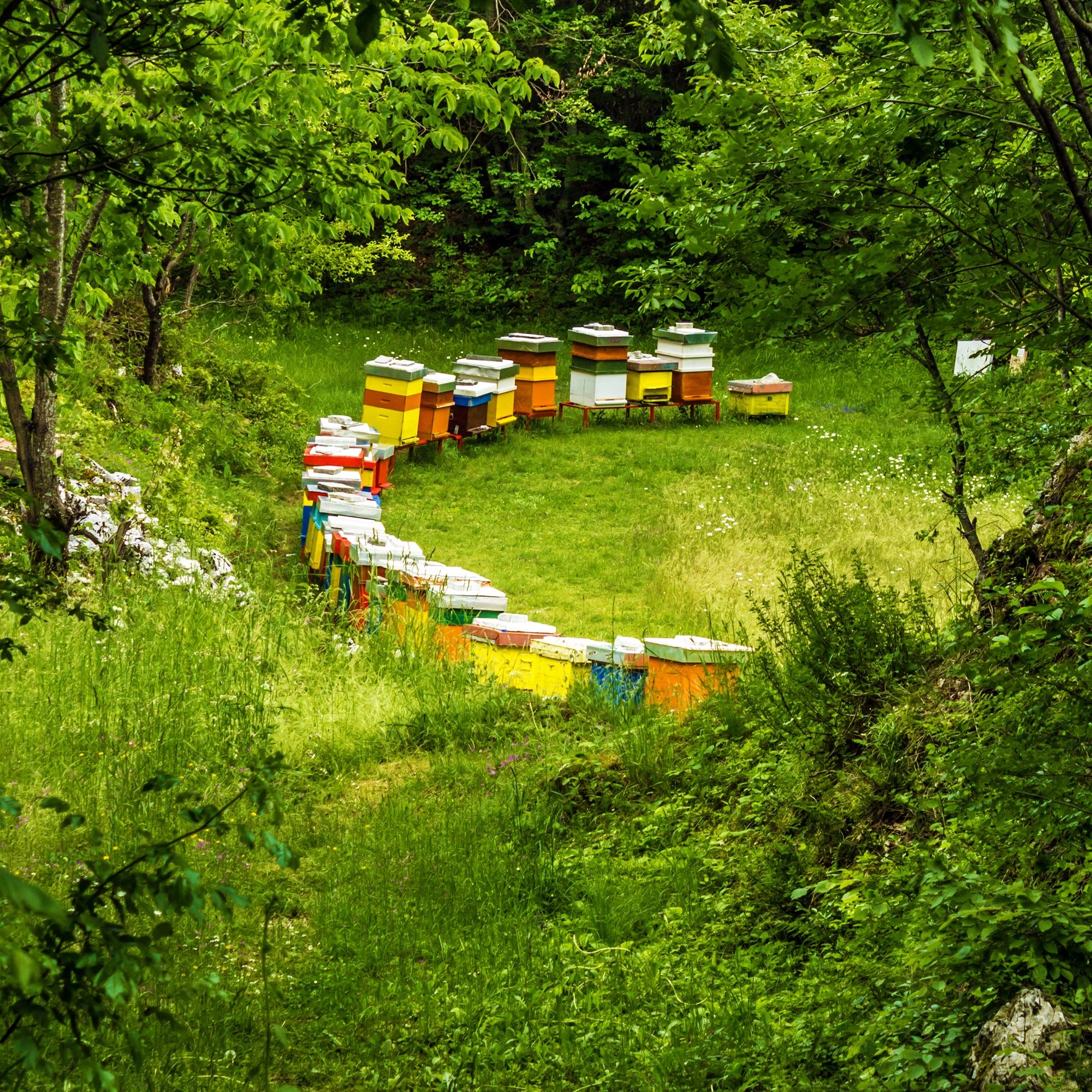 CHIPINGE BEEKEEPERS