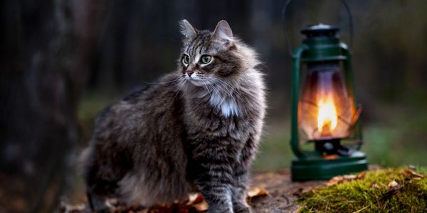 Fluffy tabby cat with green eyes near a glowing lantern outdoors.
