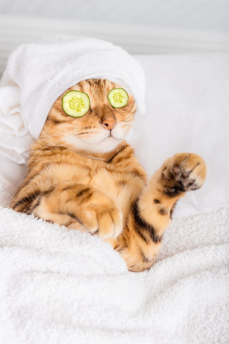 Bengal cat with cucumbers in front of his eyes in the spa. Vertical shot.