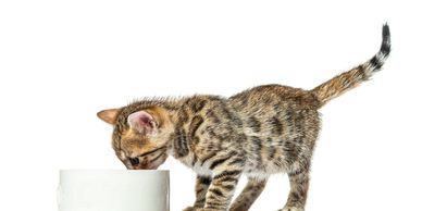 A kitten drinking from a white bowl against a white background.