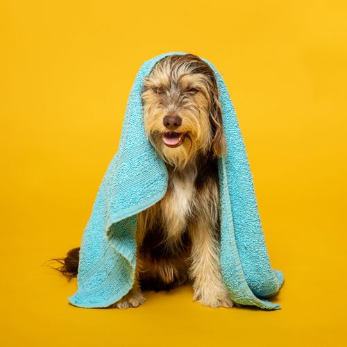 Happy dog wrapped in a blue towel on a yellow background.