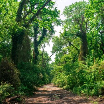 A dirt path through a lush, green forest on a sunny day.