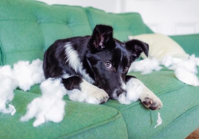 A guilty black and white puppy on a green couch with torn stuffing.