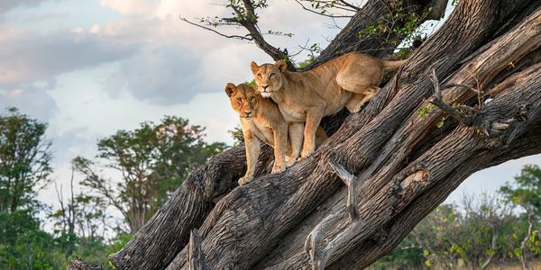 Two lionesses perched on a large slanted tree trunk in a natural setting.