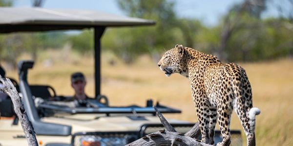 Picture of cheeta