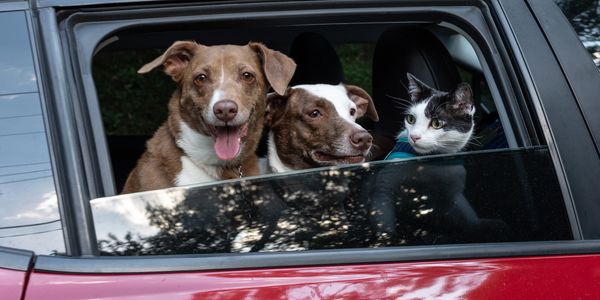 Two dogs and a cat all sitting at the opened window of a red car with the window down.