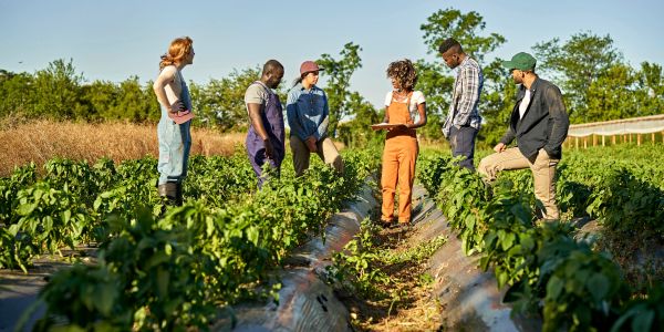 Group discussing plants in a sunny farm field.