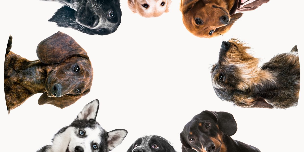 Eight different dog breeds arranged in a circle looking towards the camera.