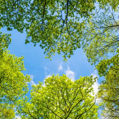 Copas de árboles verdes contra un cielo azul.