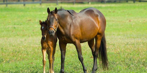 Broodmare and foal