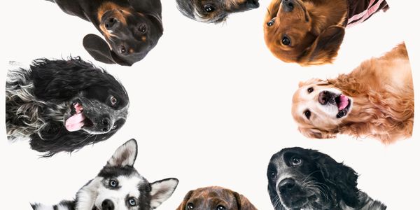 Eight dogs forming a circle looking down at the camera.