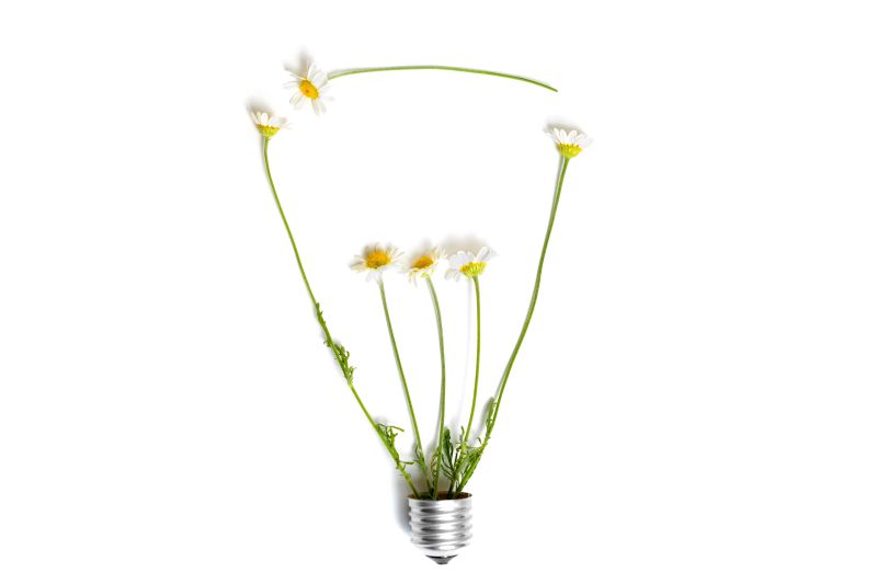 Chamomile flowers lightbulb shape isolated on gray background. Green power concept.