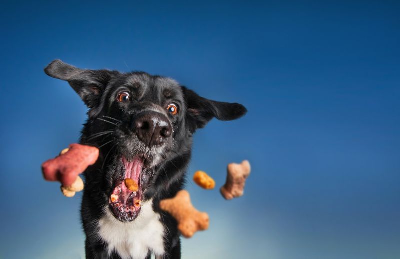 cute border collie catching a handful of treats outside