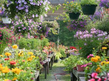 Explore a variety of perennials and garden plants grown at Olson’s Nursery in Wisconsin
