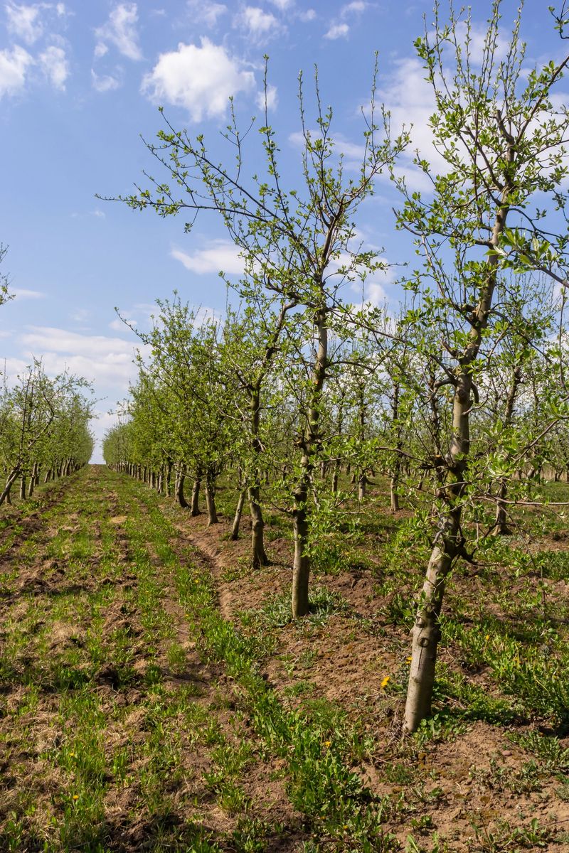 Fruit trees planted in a row on the farm. Early spring agricultural work. Apple orchard. Furrows on the ground. Fields for different crops. Agriculture.