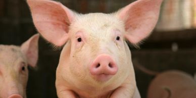 Close-up of a pink pig with large ears.