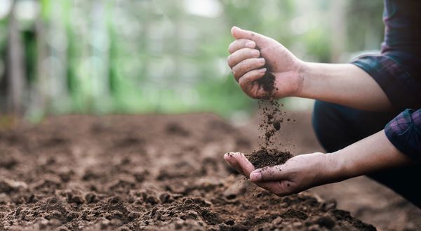Hands sifting soil over a prepared garden bed.
