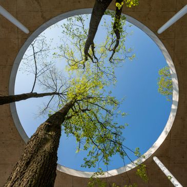 Three trees growing through a circular opening in a concrete roof against a clear blue sky.