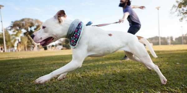 White dog leaping forward in a park.
