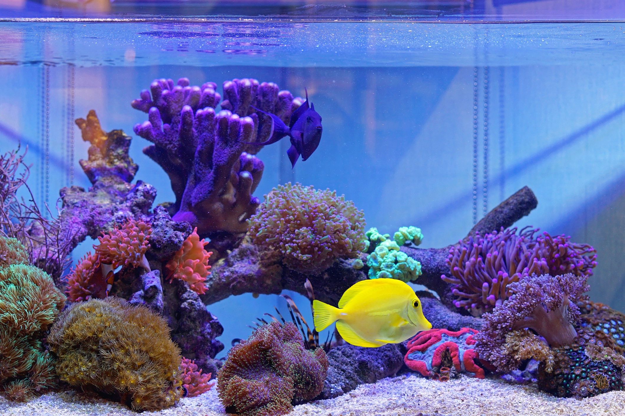aquariumoutfitterscarolina.com