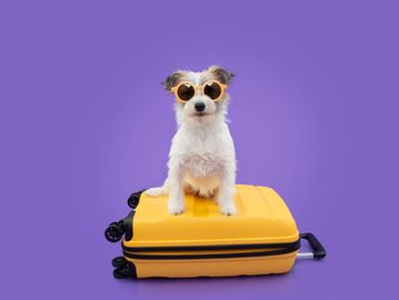 Gong out of town? Let us help your pup enjoy his own vacation!