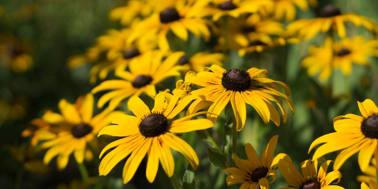 Bright yellow Black-eyed Susan flowers in full bloom under sunlight.