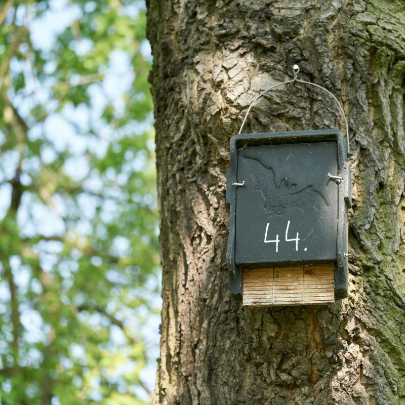 Bat crevice box as a shelter and nesting opportunity for bats in a park near Magdeburg in Germany